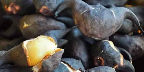 菱角煮多久小孩吃菱角,菱角煮多久可以煮熟