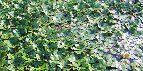 菱角需要年年种吗,菱角的种植方法和时间