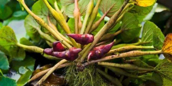 菱角需要年年种吗,菱角的种植方法和时间