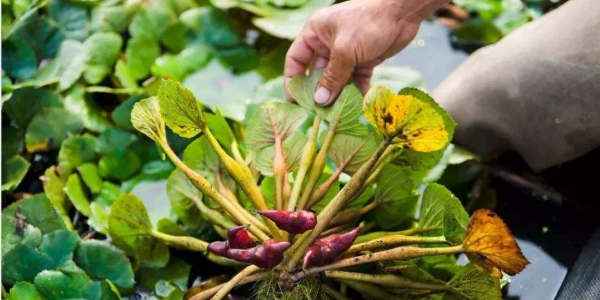 菱角怎么种植,北方能种植菱角吗