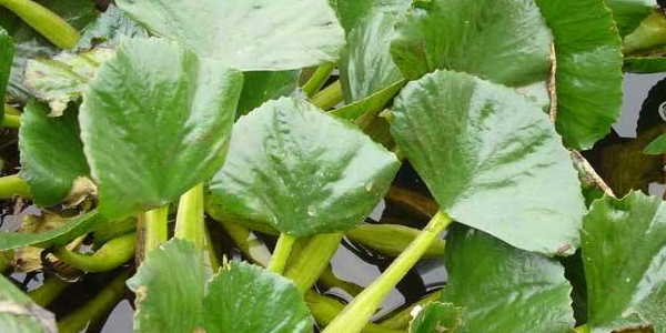 菱角怎么种植,北方能种植菱角吗