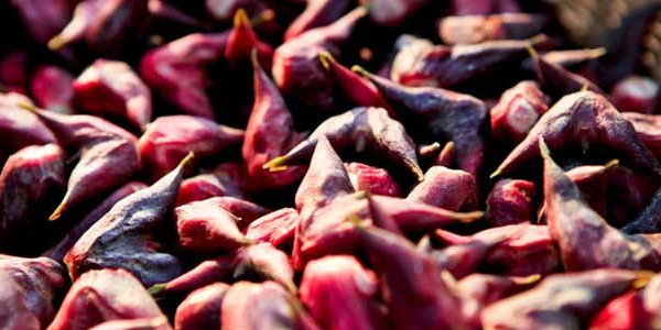 菱角怎么种植,北方能种植菱角吗