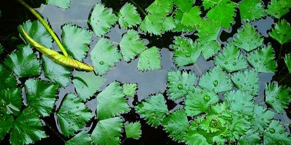 广东可以种菱角吗,菱角不用土可以长吗