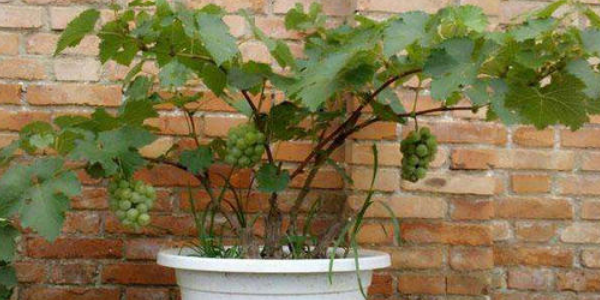 葡萄籽怎么种植能发芽,自己种葡萄籽怎么种