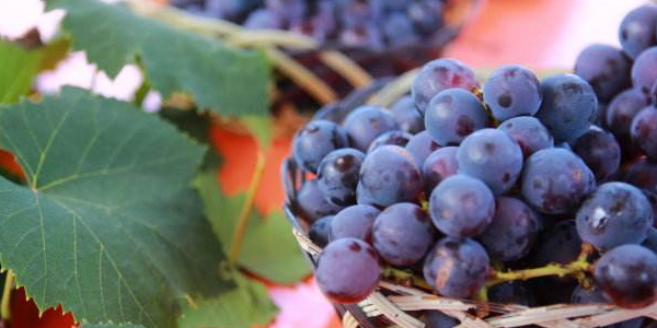 巨峰葡萄多少钱一斤,巨峰葡萄的营养价值