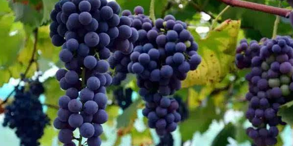 巨峰葡萄为什么酸,巨峰葡萄的味道