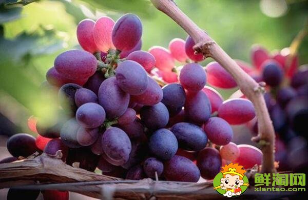 小朋友吃葡萄的好处,吃葡萄上火吗