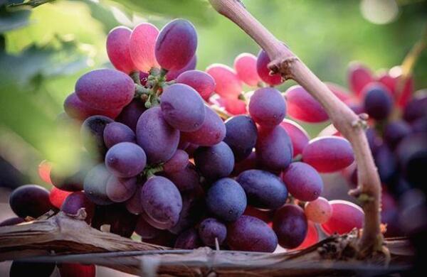 吃葡萄皮的好处,吃葡萄对皮肤的好处