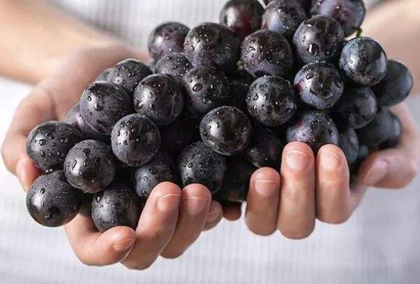 夏黑葡萄是凉性的吗,夏黑葡萄的功效与作用