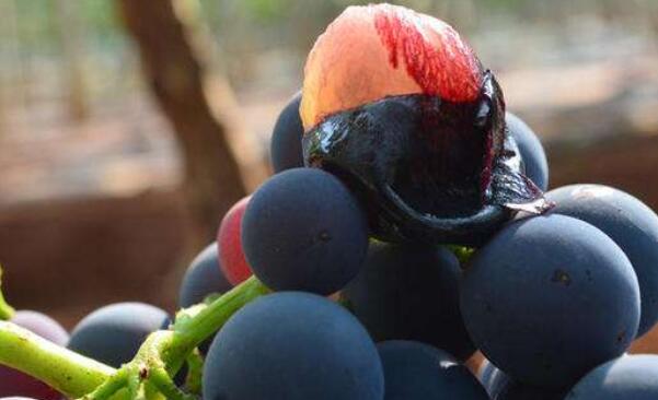夏黑葡萄是提子吗,夏黑葡萄好吃吗