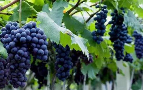 云南夏黑葡萄是转基因吗,无核夏黑葡萄是转基因吗