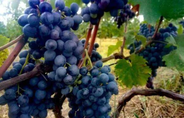 云南夏黑葡萄是转基因吗,无核夏黑葡萄是转基因吗