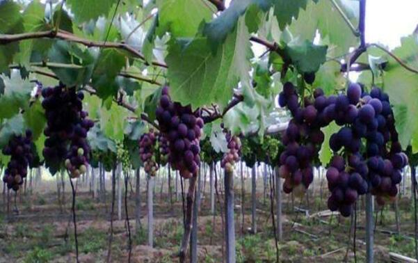 巨峰葡萄树苗几年挂果,巨峰葡萄树苗施什么肥好