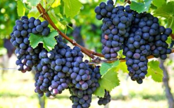 巨峰葡萄树苗几年挂果,巨峰葡萄树苗施什么肥好