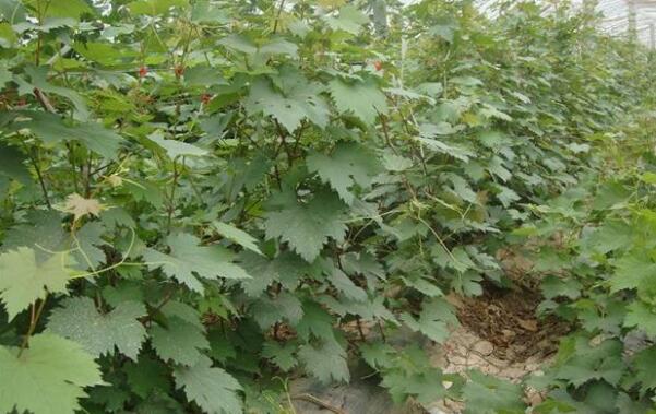 巨峰葡萄树苗在哪里买,巨峰葡萄树苗多少钱