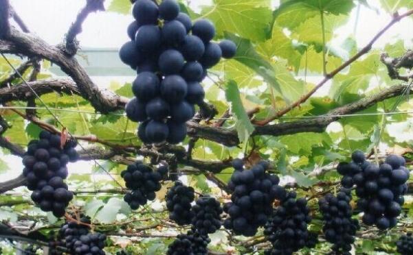 巨峰葡萄树苗在哪里买,巨峰葡萄树苗多少钱