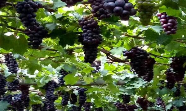 巨峰葡萄树苗在哪里买,巨峰葡萄树苗多少钱