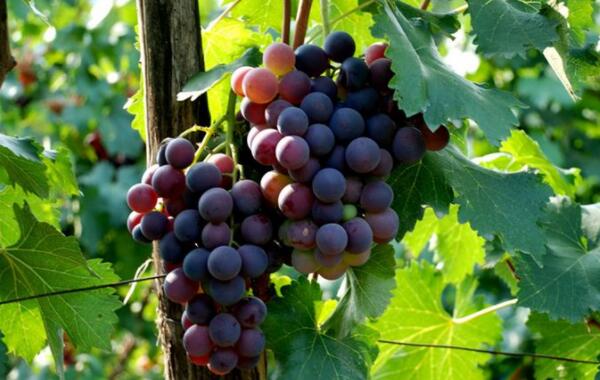 河北巨峰葡萄在哪里,河北巨峰葡萄基地