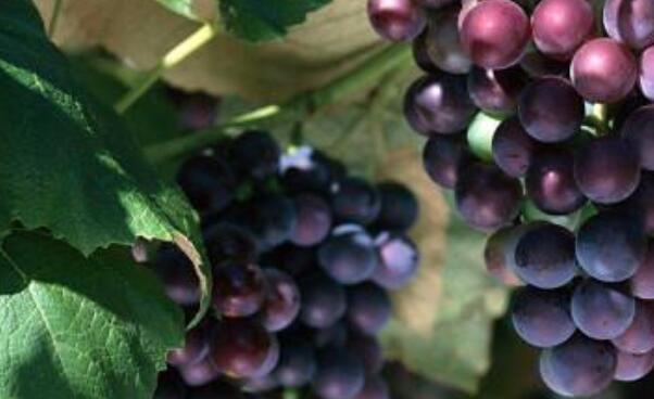 河北巨峰葡萄在哪里,河北巨峰葡萄基地