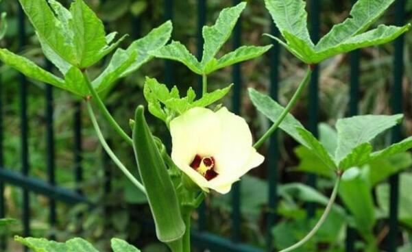 秋葵种子多少钱一斤,秋葵种子哪种好