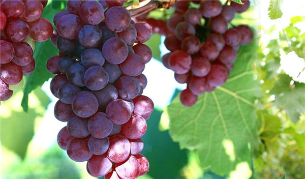 玫瑰香葡萄几月成熟,玫瑰香葡萄为什么有玫瑰味