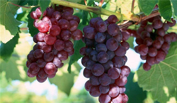 玫瑰香葡萄多少一斤,玫瑰香葡萄价格