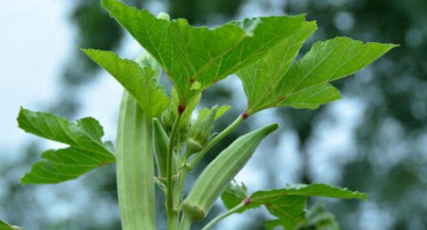 秋葵是什么味道,秋葵是什么样的图片(秋葵生长过程图片)