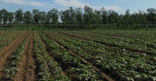 秋葵是什么味道,秋葵是什么样的图片(秋葵生长过程图片)