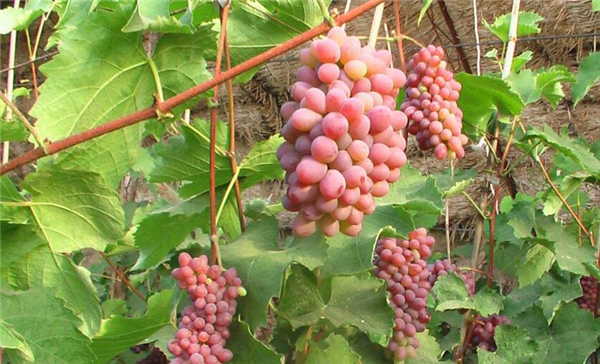 茉莉香葡萄是转基因吗,云南茉莉香葡萄产地
