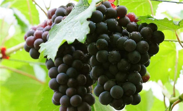 茉莉香葡萄是转基因吗,云南茉莉香葡萄产地