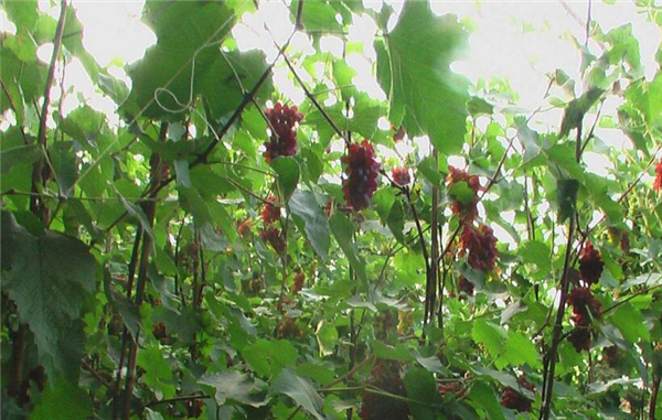 茉莉香葡萄是转基因吗,云南茉莉香葡萄产地