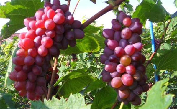 茉莉香葡萄好吃吗,玫瑰香葡萄和茉莉香葡萄的区别