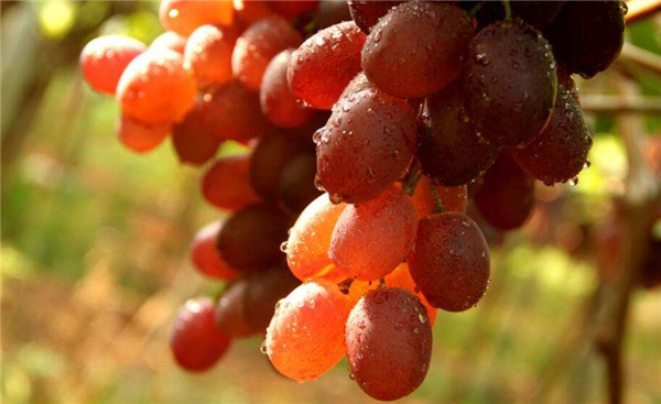 茉莉香葡萄好吃吗,玫瑰香葡萄和茉莉香葡萄的区别