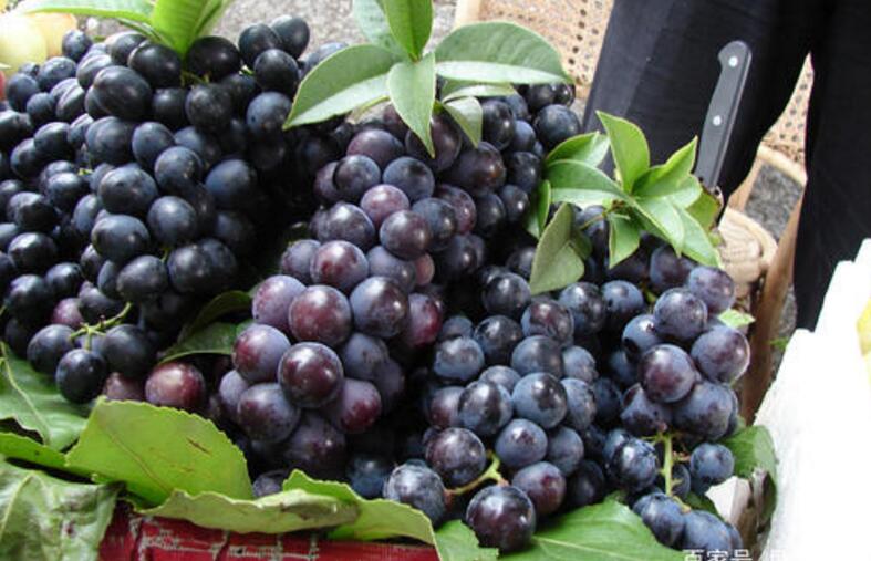 茉莉香葡萄没有完全红可以吃吗,如何挑选新鲜葡萄
