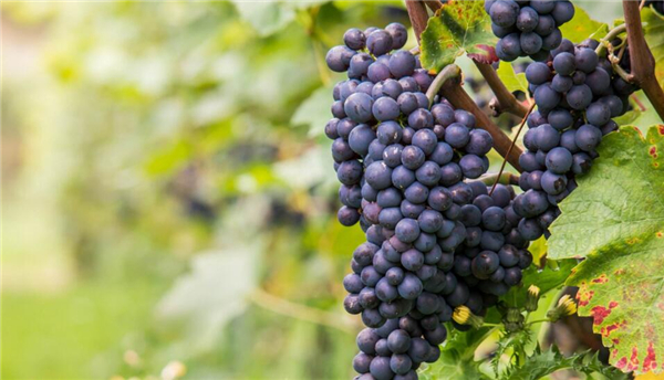 茉莉香葡萄没有完全红可以吃吗,如何挑选新鲜葡萄