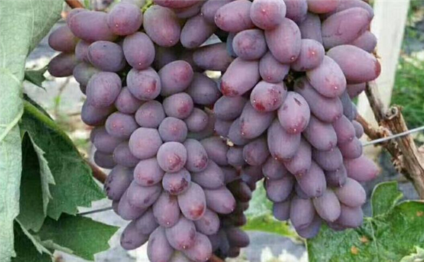 茉莉香葡萄没有完全红可以吃吗,如何挑选新鲜葡萄