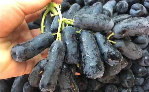 蓝宝石葡萄多少钱一斤,蓝宝石葡萄价格