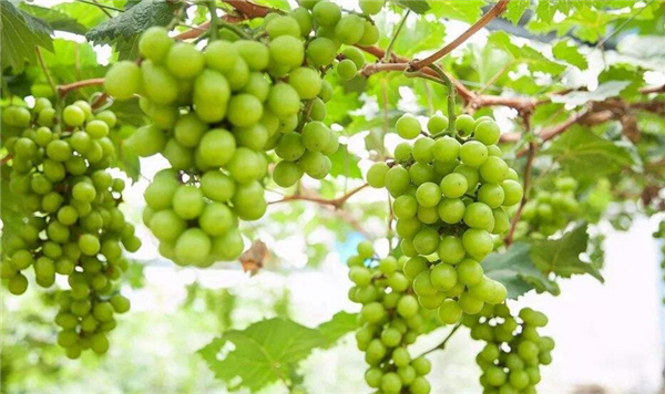 水晶葡萄可以酿酒吗,水晶葡萄酒的制作方法