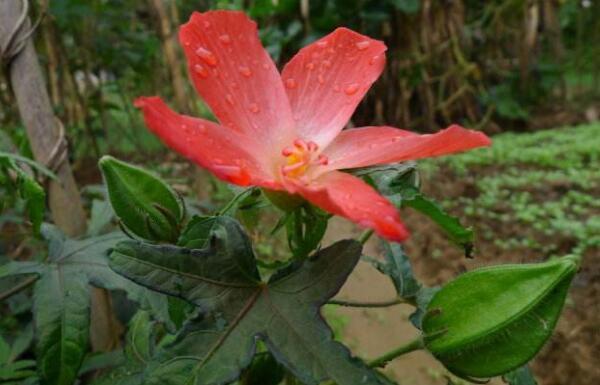 切开的秋葵泡酒好吗,箭叶秋葵的花可以泡酒吗