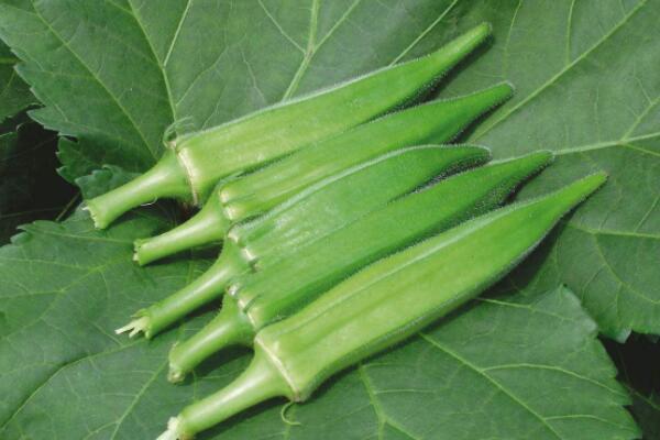 切开的秋葵泡酒好吗,箭叶秋葵的花可以泡酒吗