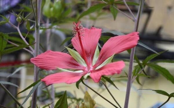 切开的秋葵泡酒好吗,箭叶秋葵的花可以泡酒吗