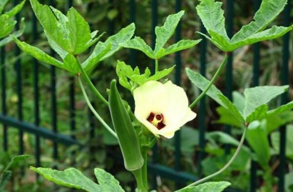 秋葵一年种几次,秋葵种植时间和方法