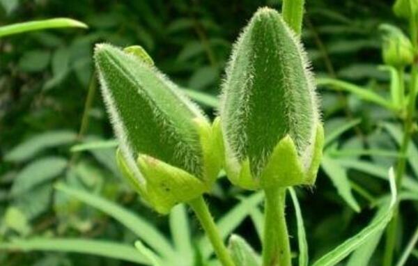 秋葵一年种几次,秋葵种植时间和方法