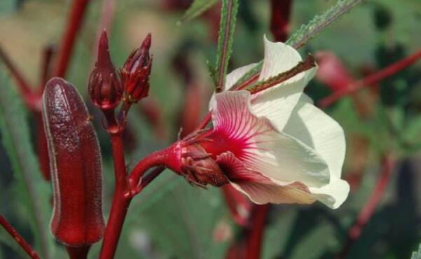 红秋葵什么时候结果,秋葵为什么刚结果就很老