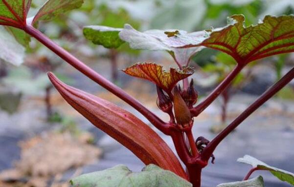 秋葵长多高就结果子了,秋葵怎么长出来就老了