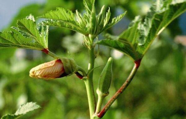 秋葵长多高就结果子了,秋葵怎么长出来就老了