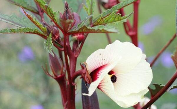 秋葵为什么长不高,秋葵长不高原因