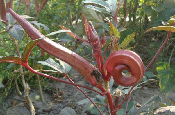 红秋葵价格多少钱一斤,红秋葵价格红秋葵价格最新行情