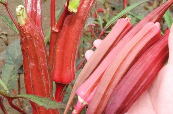 红秋葵价格多少钱一斤,红秋葵价格红秋葵价格最新行情