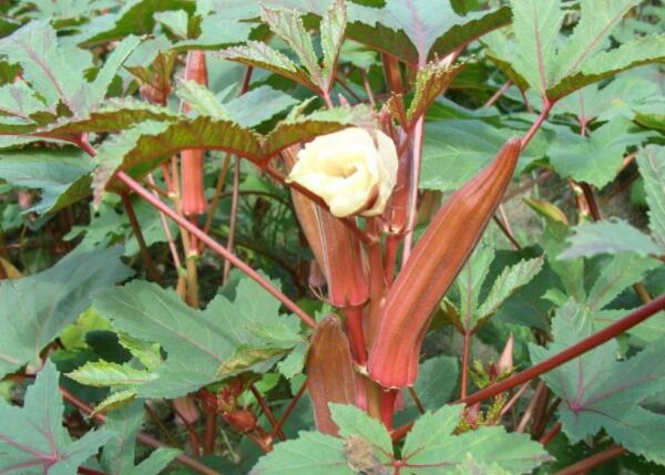 红秋葵价格多少钱一斤,红秋葵价格红秋葵价格最新行情